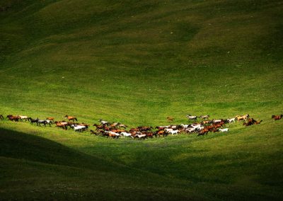 Herd,Of,Wild,Horses,Near,A,Glacier,High,In,The